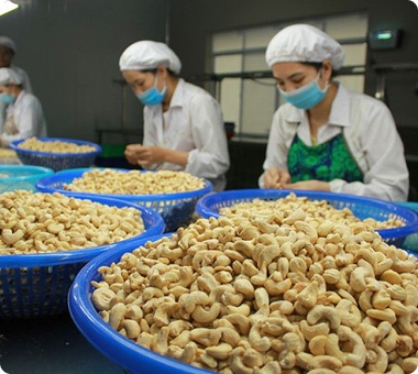 PHÂN LOẠI HẠT